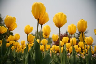 金黄郁金香花海绽放