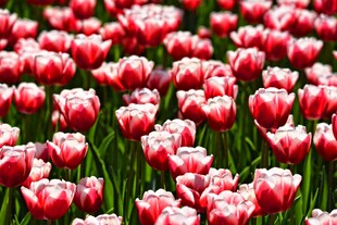 红白色郁金香花海