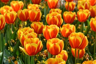 橙色郁金香花海