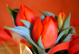 鲜艳红郁金香花束