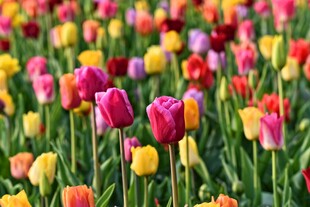多彩郁金香花海绽放