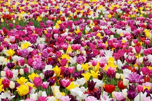 五彩斑斓郁金香花海