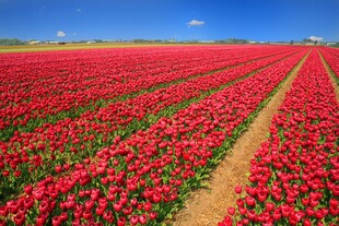 红色郁金香花海田园美景