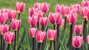粉色郁金香花海