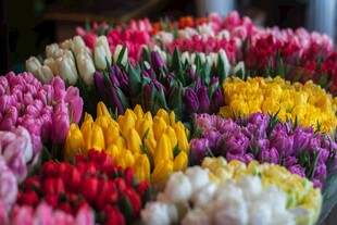 多彩郁金香花束展示