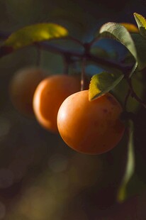 枝头挂着饱满的柿子