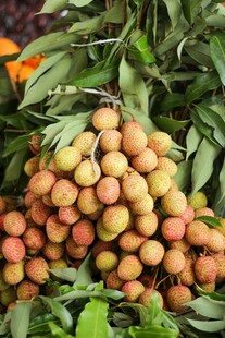 新鲜饱满的荔枝果实