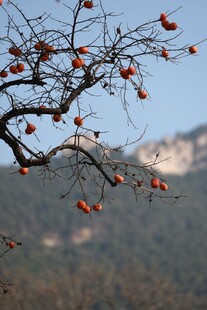 枝头红柿映远山