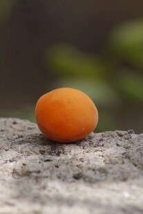 一颗橙黄鸡蛋置于石上