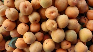 一堆饱满诱人的新鲜杏子