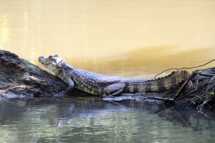 水中鳄鱼栖息于岸边