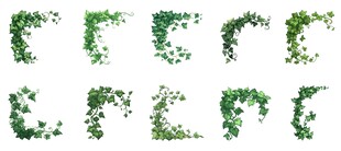 绿植藤蔓素材