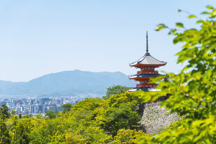 日本古塔隐于葱郁山林间