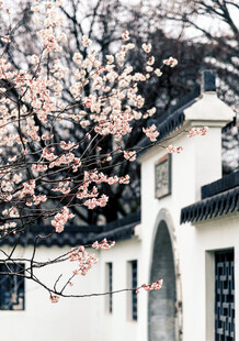 中式建筑旁绽放的繁花