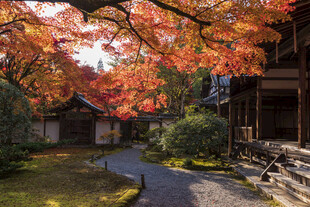 秋日庭院枫叶美景