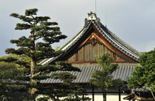 日式传统建筑古朴松树相伴
