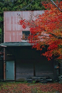 秋日红枫下的老旧小屋