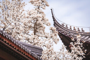 古建旁绽放的烂漫繁花