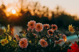 夕阳下的绚烂花卉
