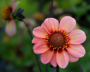 粉色单朵花朵特写