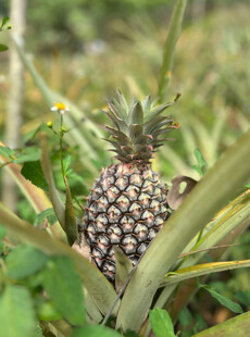 田间生长的新鲜菠萝
