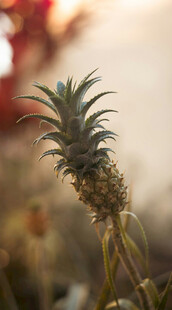 特写新鲜带叶的小菠萝