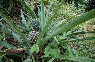 田间生长的新鲜菠萝