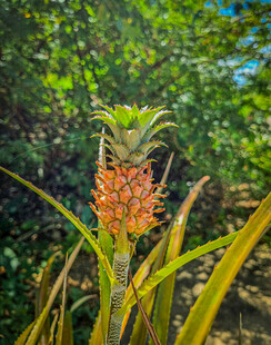 野外绽放的橙色菠萝花