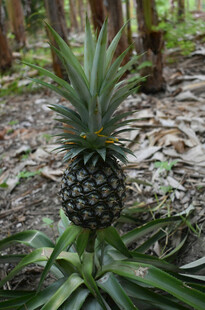 野外生长的新鲜菠萝