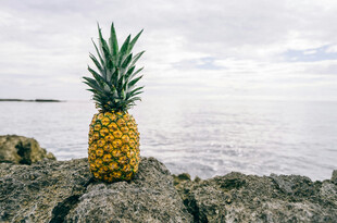海边岩石上的金黄菠萝