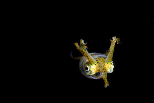 深海奇异生物