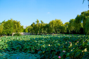 夏日荷塘美景