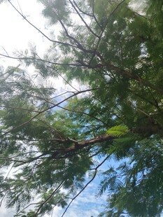 仰视茂密树冠与蓝天