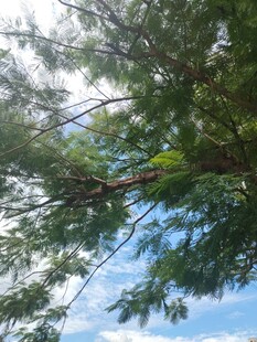 仰视下的繁茂树枝与蓝天