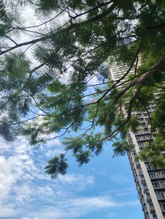 透过枝叶望高楼