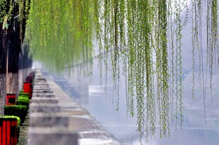 河畔垂柳依依的美丽景致