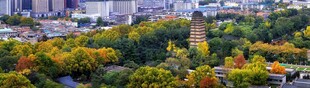 秋日城市中的多彩树木景观
