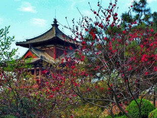 古亭映繁花