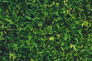 翠绿繁茂的植物背景
