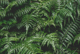 翠绿蕨类植物叶片纹理