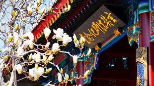 天津大悲禅玄奘法师纪念堂玉兰花