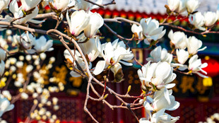 天津大悲禅院玉兰花