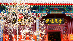 天津大悲禅院普渡迷津玉兰花