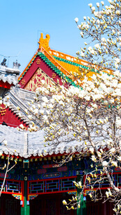 天津大悲禅院春日古建玉兰花