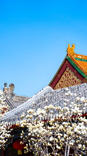 天津大悲禅院玉兰花盛开景象