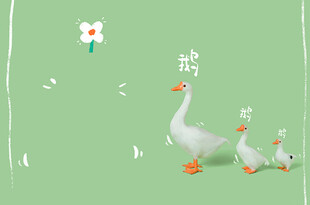 大白鹅