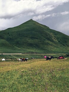 草原山丘间的牲畜风景