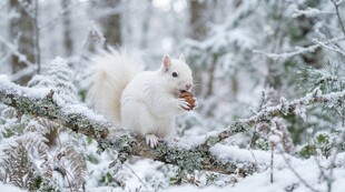 雪地中进食的可爱白松鼠