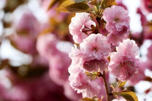 烂漫粉色樱花绽放枝头