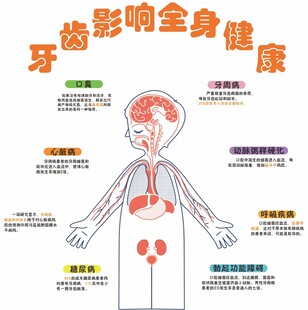 牙齿影响全身健康示意图